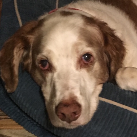 Meet your Posher, Laurie - Picture 2 of 8